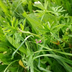 Geranium dissectum