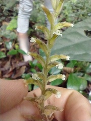 Microchilus arietinus