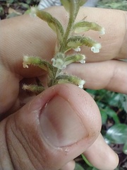 Microchilus arietinus