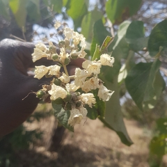 Cordia africana