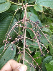 Miconia calvescens
