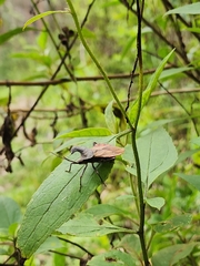 Menenotus lunatus
