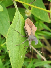 Menenotus lunatus
