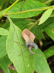 Menenotus lunatus