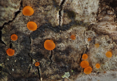 Orbilia xanthoguttulata