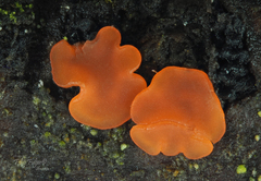 Orbilia xanthoguttulata