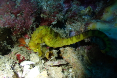 Hippocampus comes