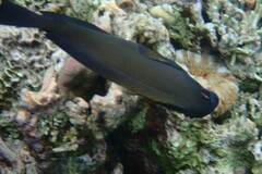 Acanthuridae