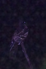 Caprimulgus atripennis