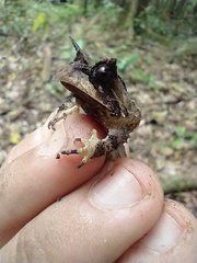 Proceratophrys belzebul