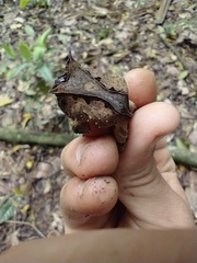 Proceratophrys belzebul
