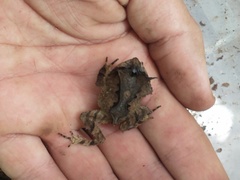 Proceratophrys belzebul
