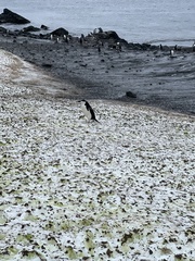 Pygoscelis antarcticus