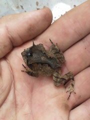 Proceratophrys belzebul