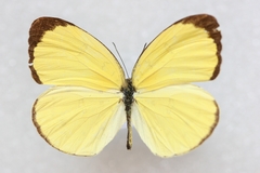 Eurema blanda