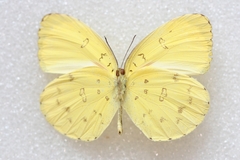 Eurema blanda