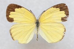 Eurema blanda