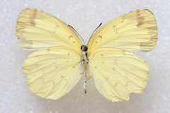 Eurema blanda