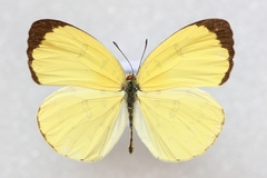 Eurema blanda