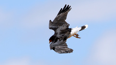 Daptrius megalopterus