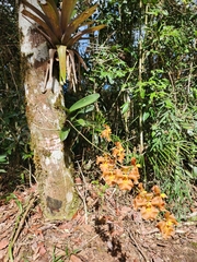 Gomesa imperatoris-maximiliani