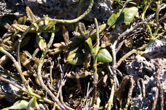 Bryophyllum