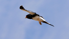 Daptrius megalopterus