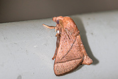 Praesetora divergens