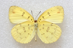 Eurema blanda