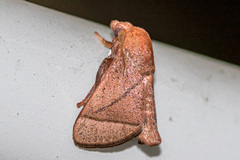 Praesetora divergens