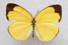 Eurema blanda