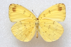 Eurema blanda
