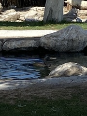 Phalacrocorax nigrogularis