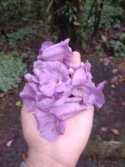 Jacaranda puberula