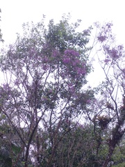Jacaranda puberula