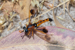 Miltinus cinctus