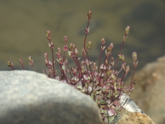 Rotala