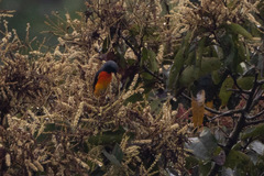 Pericrocotus cinnamomeus