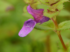 Impatiens lawii