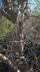 Avicennia marina