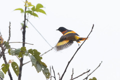 Pericrocotus flammeus