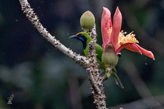 Chloropsis aurifrons