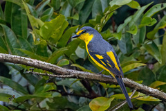 Pericrocotus flammeus