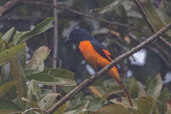 Pericrocotus flammeus