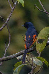 Pericrocotus flammeus