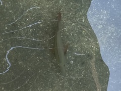 Lutjanus argentimaculatus