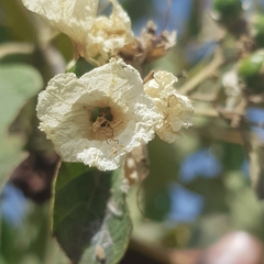 Cordia africana