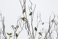 Psilopogon malabaricus