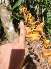 Gomesa imperatoris-maximiliani