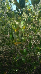 Avicennia marina